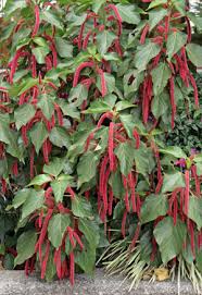 Image result for Acalypha hispida