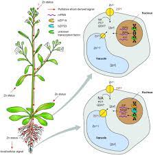 What is an example of homeostasis in plants. The Zinc Homeostasis Network Of Land Plants Sciencedirect