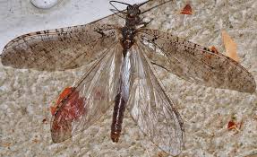 Image result for Distephanus biafrae