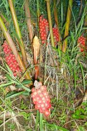 Image result for Renealmia africana