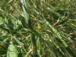 Image result for Sporobolus panicoides