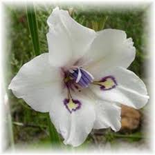Image result for Gladiolus ecklonii