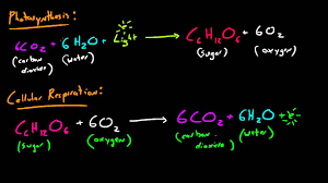 Biology Lecture 31 Photosynthesis And Cellular Respiration Youtube