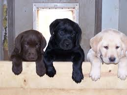 Black And White Labrador Puppy Chocolate Lab Black Lab White Lab Lab Puppies Cute Puppies Cute Animals