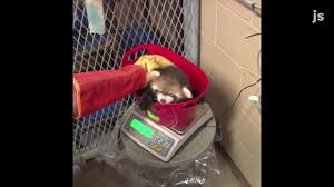 You might think that, due to its name, the red panda is. Kiki The Zoo S Newest Red Panda Is Making Great Progress