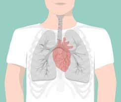 Die als herzmuskelentzündung / myokarditis beschriebene erkrankung charakterisiert eine herzmuskelentzündung (myokarditis). Verschleppte Bronchitis Im Uberblick Gelomyrtol Forte
