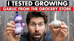 Bob & Francine's Garlic Patch