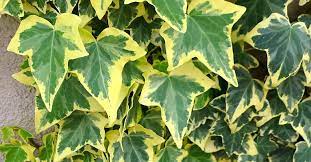 Ivy can also symbolize friendship. Ivy Variety Goldchild Order This Hedera Helix Variety And Other Climbing Plants Here