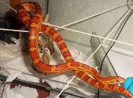 Diy Snake Enrichment Cornsnakes Com Forums Cornsnake Pets Snake Enclosure Pet Snake