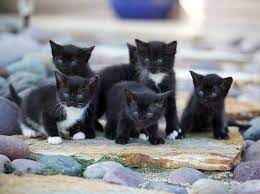 Schwarze katzen kratzen mit schwarzen tatzen! Warum Sind Schwarze Katzen Schwerer Zu Vermitteln