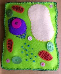 Day Fifteen 30 Days Of Creativity Stitched Plant Cell Bitki Hucresi Hucre Modeli Hayvan Hucreleri