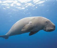 Dugongs are thought to live for up to 70 years. Dugong Shark Bay