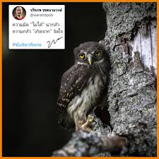 คำคม ข อค ด ในป 2021 คำคม นกฮ ก ร ปสวย