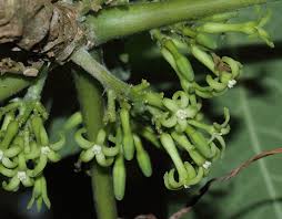 Image result for Vasconcellea pubescens