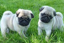Pugs For Sale In Texas