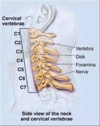 Shoulder girdle , radiographs : Neck Anatomy Pictures Bones Muscles Nerves