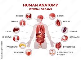 Image result for internal organs
