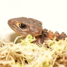 Red eyed crocodile skink for sale cheap. White Eyed Crocodile Skink Tribolonotus Novaeguineae