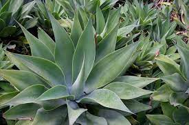While many people associate cacti with the american southwest, these plants grow all over the world. Shade Succulents Drought Tolerant Garden Guide Install It Direct