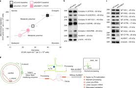 We did not find results for: Alkbh7 Mediated Demethylation Regulates Mitochondrial Polycistronic Rna Processing Nature Cell Biology