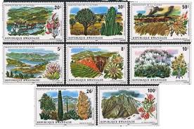 Image result for Pavetta rwandensis