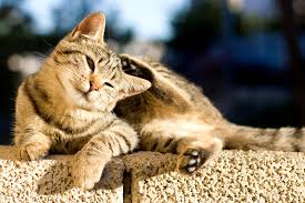 Some skin tags start small and. How To Remove A Tick From Your Cat Cat Care Cats Guide Omlet Uk