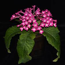 Image result for Streptocarpus goetzei