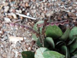 Image result for Polhillides velutina