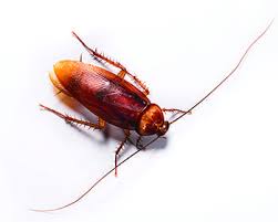 Once inside they make themselves at home. Roach Control Roach Exterminator Lloyd Pest Control