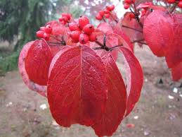 Check spelling or type a new query. Tree Of The Month Flowering Dogwood Tree Cherokee Tree Care