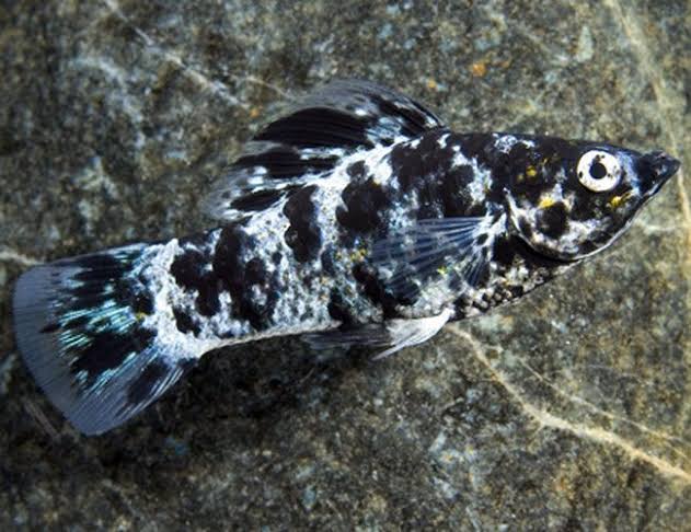 Dalmation Molly | Arizona Aquatic Gardens
