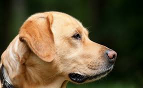 Sometimes puppies represent your qualities as a friend and a person, meaning you are trustworthy. Dream Meaning Of Dogs Dream Interpretation