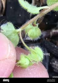 Image result for Rhynchosia sublobata