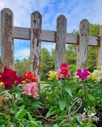 خلفيات مناظر طبيعية روعة اروع الصور للطبيعة الخلابة صورمن الطبيعة خلفيات طبيعية ساحرة Happy Day Farm Flower Farm Happy Flowers