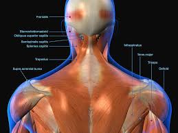 Back muscles floor exercise chart. Labeled Anatomy Chart Of Neck And Back Photograph By Hank Grebe