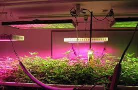 How to use led grow lights for vegetables. Do Led Grow Lights Work For Growing Plants Happiness Creativity