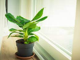 We did not find results for: Indoor Banana Plant How To Grow Banana Inside
