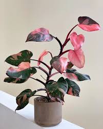25 5k Likes 378 Comments House Of Plant Lovers Hopl Houseofplantlovers On Instagram This Princess Is Sol In 2020 Plants Variegated Plants Wholesale Plants