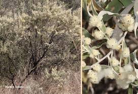 Image result for Tarchonanthus camphoratus