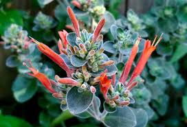 Image result for Dicliptera sp. C