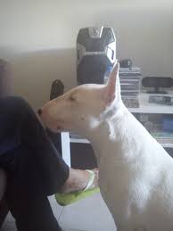 When Will My Bully Be Full Grown Strictly Bull Terriers