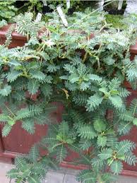 Image result for Aeschynomene fluitans