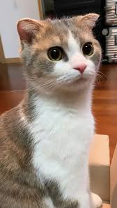 Lisa Instagram Story Update Goruntuler Ile Kedi Prenses Kumas