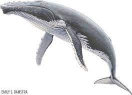 Based on what was described, this would have to be a mistake and an accident on the part of the humpback, said jooke robbins, director of humpback whale studies at. 15 Facts You Didn T Know About Humpback Whales Sport Diver