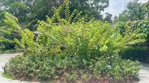 Image result for Helicteres isora