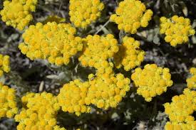 Image result for Helichrysum helvolum