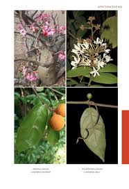 Image result for Ancylobothrys amoena