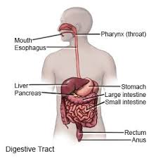Crohn Disease What You Need To Know