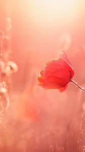 Flower hd phone wallpapers download free background images collection, high quality beautiful flowers wallpaper for your mobile phone. Rose Gold Flower Wallpaper For Phone Novocom Top
