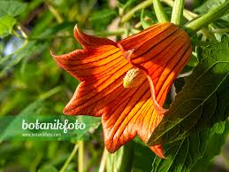 Image result for Canarina